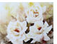 Drei_weisse_Rosen_44X62
