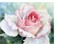 Rose_Baden_Baden_45X65