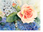 Rosen_Hortensien_u_Rittersporn_ 42 X 62