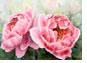 Rosen_Houston_III_35X54.psd