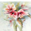 Amaryllis_weiss_rot_43X32