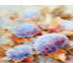 Hortensien_im_Herbst_44X32
