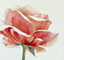 Rose_Aphrodite_iii_70X40_Vita_thumbnail