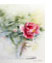 Rote_Pfingstrose_54X33_thumbnai