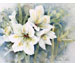 Weisse_Amaryllis_21_2_44X64_thumbnai