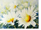 Weisse_Margeriten_16_3_45X64_thumbnai
