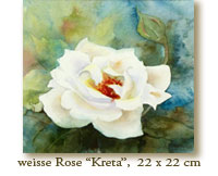 Weisse_Rose_Kreta_22X22